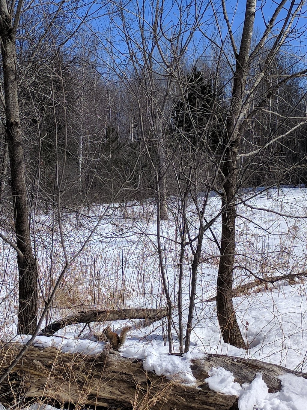 Mer Bleue Bog Trail | Ridge Rd, Ottawa, ON K0A 2Y0, Canada | Phone: (613) 239-5000