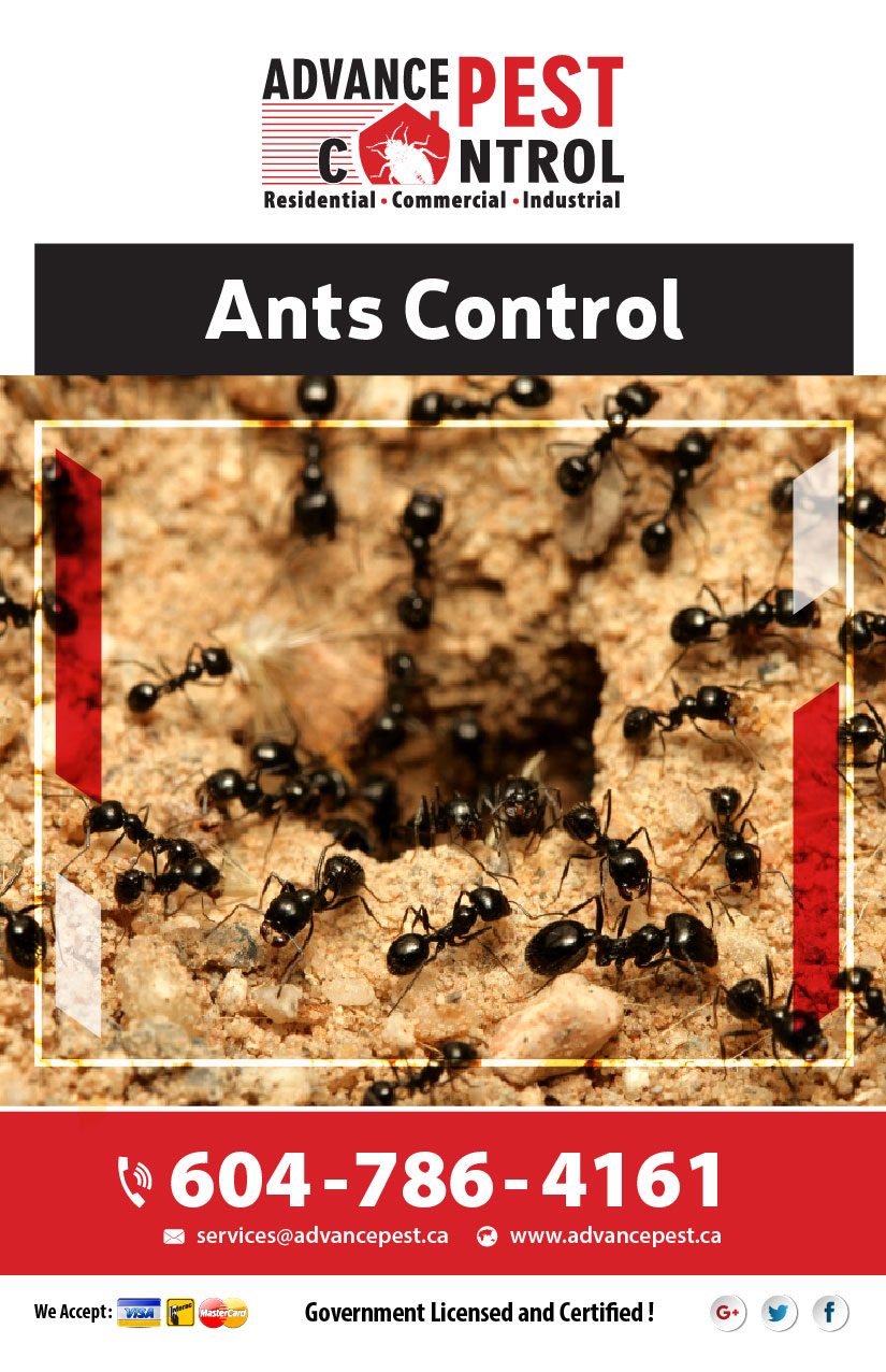 Advance Pest - Pest Control Coquitlam/Port Coquitlam | 2067 Concord Ave, Coquitlam, BC V3K 1K4, Canada | Phone: (877) 457-3297