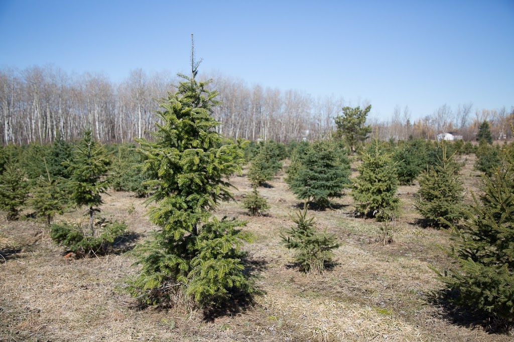 Country Pines Tree Farm | Hwy 44, Service Rd, Garson, MB R0E 0R0, Canada | Phone: (204) 268-1557