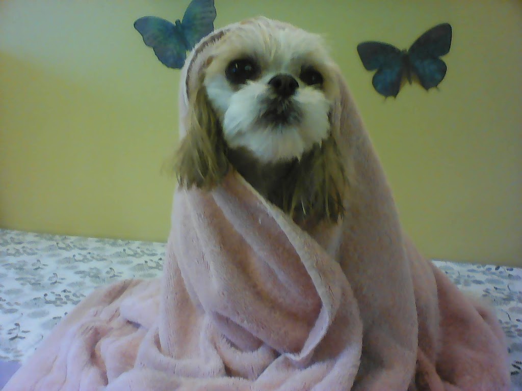 Marys Miracles Professional Small Dog Grooming | 3745 54 St, Wetaskiwin, AB T9A 2L1, Canada | Phone: (780) 352-6656