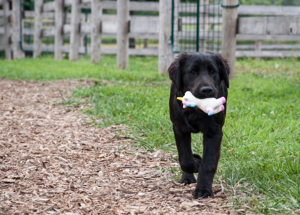 Kings Meadow Equestrian Centre | Middletown Rd, Hamilton, ON N0B 2J0, Canada | Phone: (905) 520-9040