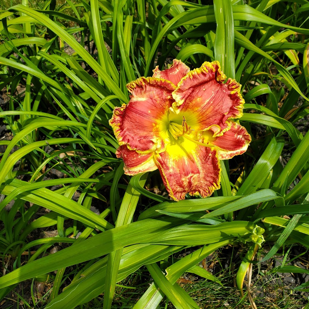 Dynamic Daylilies Inc. | 4500 S Service Rd, Beamsville, ON L0R 1B1, Canada | Phone: (905) 617-0788