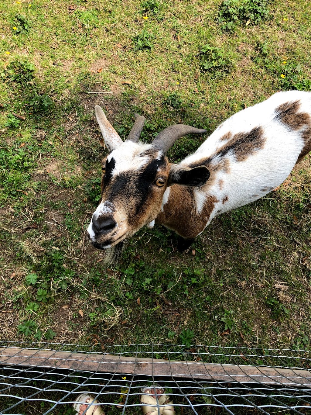 Meadows Family Farm | 24331 Dewdney Trunk Rd, Maple Ridge, BC V4R 1W7, Canada | Phone: (604) 790-9934