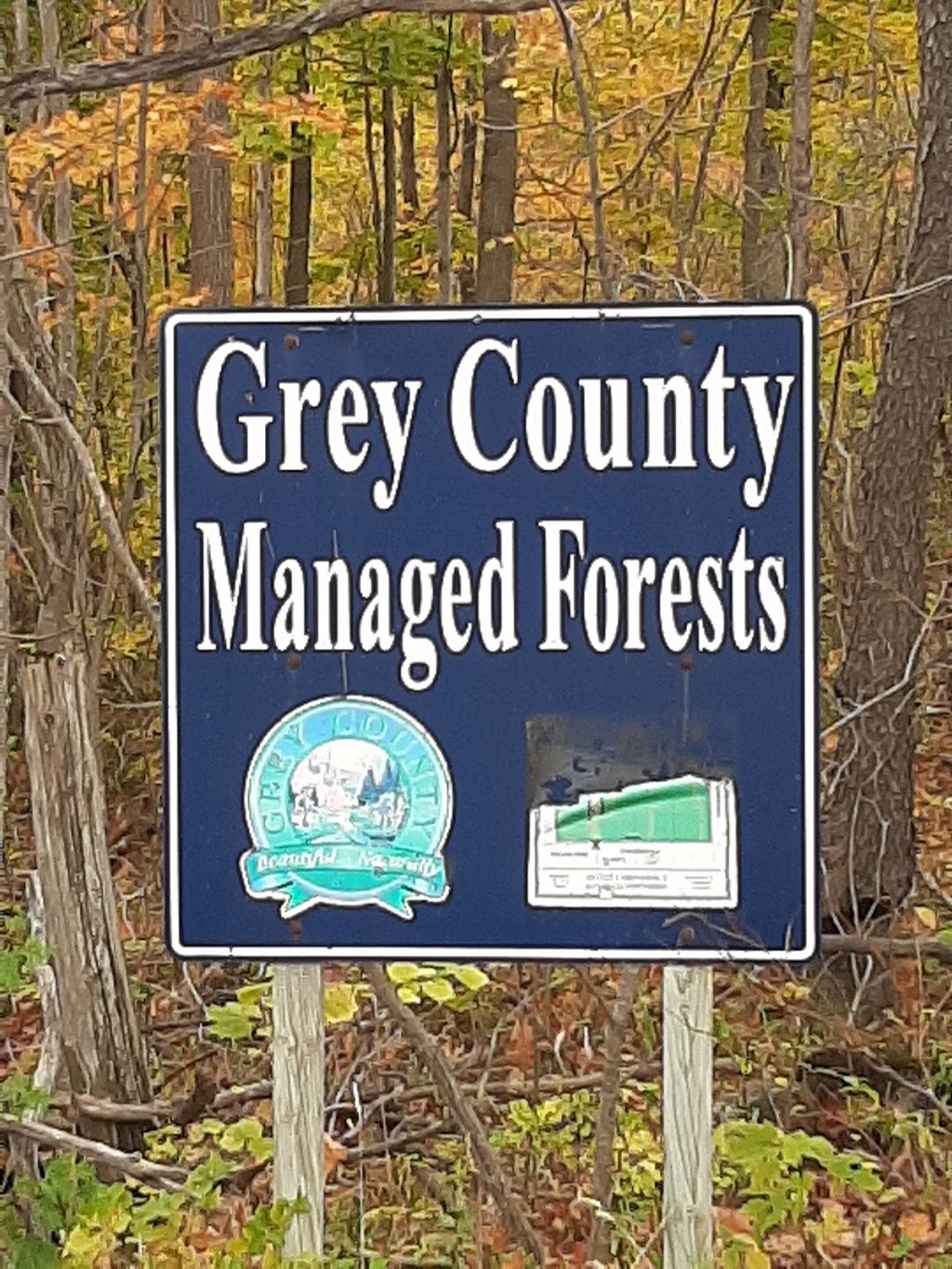 Grey County Forest 24 - Glenelg Klondyke | Hamilton Ln &, Concession Rd 8, West Grey, ON N0C 1H0, Canada | Phone: (519) 376-3265