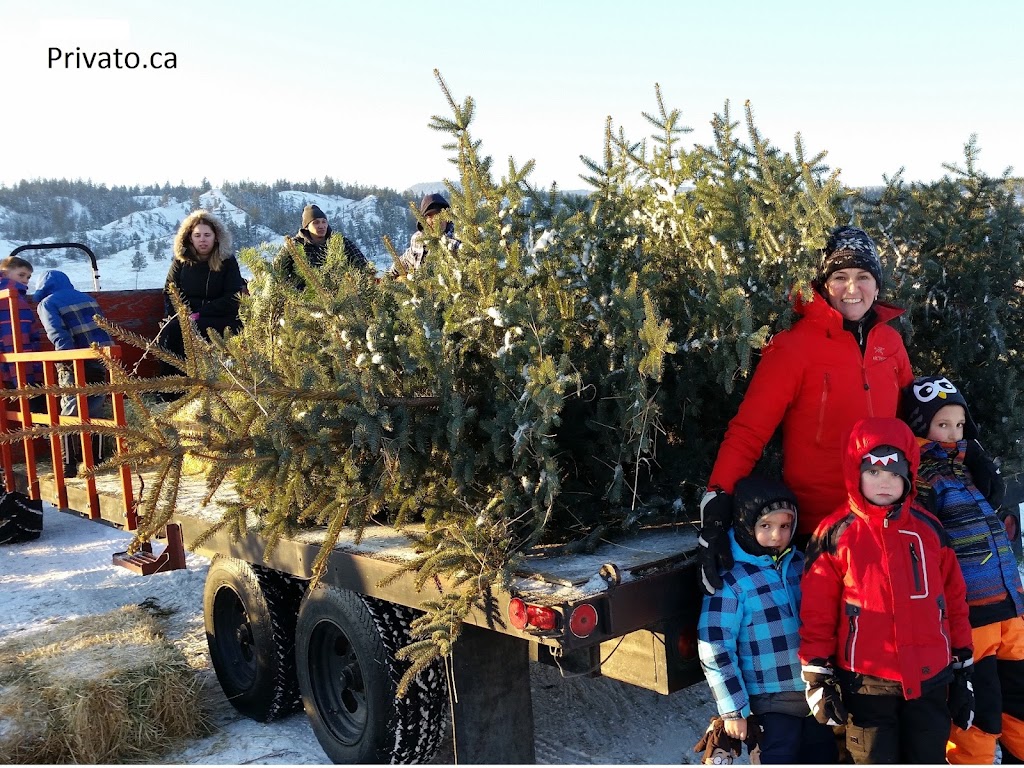 Woodward Christmas Tree Farm | 5505 Westsyde Rd, Kamloops, BC V2B 8N5, Canada | Phone: (250) 579-8739