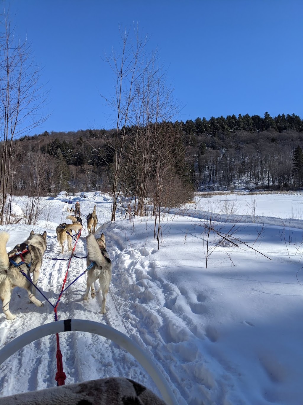 Winterdance Dogsled Tours | Hodgson Dr, Eagle Lake, ON K0M 1M0, Canada | Phone: (705) 457-5281