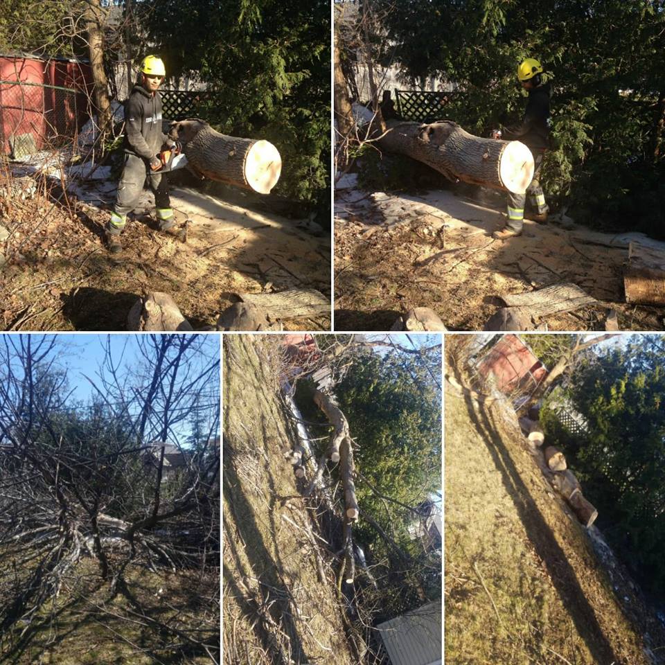 Toronto Tree Guys Inc. | 3190 Kingston Rd #72, Scarborough, ON M1M 1P5, Canada | Phone: (647) 390-9223