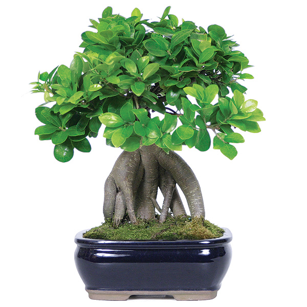 Magasin Bonsai Montréal | 6751 Rue Beaubien E, Montréal, QC H1M 3B2, Canada | Phone: (514) 254-4353