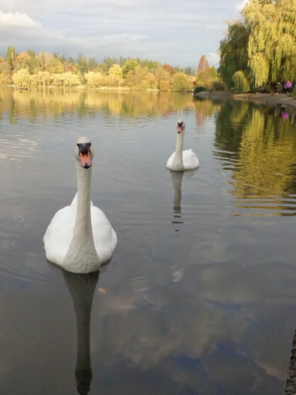 Stanley Park Tennis Courts | 8901 Stanley Park Dr, Vancouver, BC V6G 3E2, Canada | Phone: (604) 605-8224