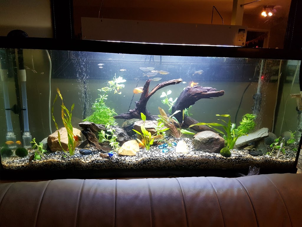 My Fish Tank | 1925 Bowen Rd #32, Nanaimo, BC V9S 1H1, Canada | Phone: (250) 585-5457