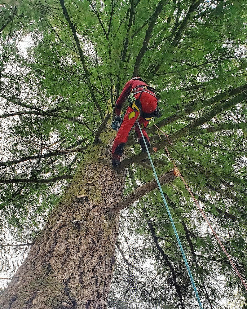 Sids Tree Service | 645 Skeena St, Vancouver, BC V5K 4P3, Canada | Phone: (604) 302-5214