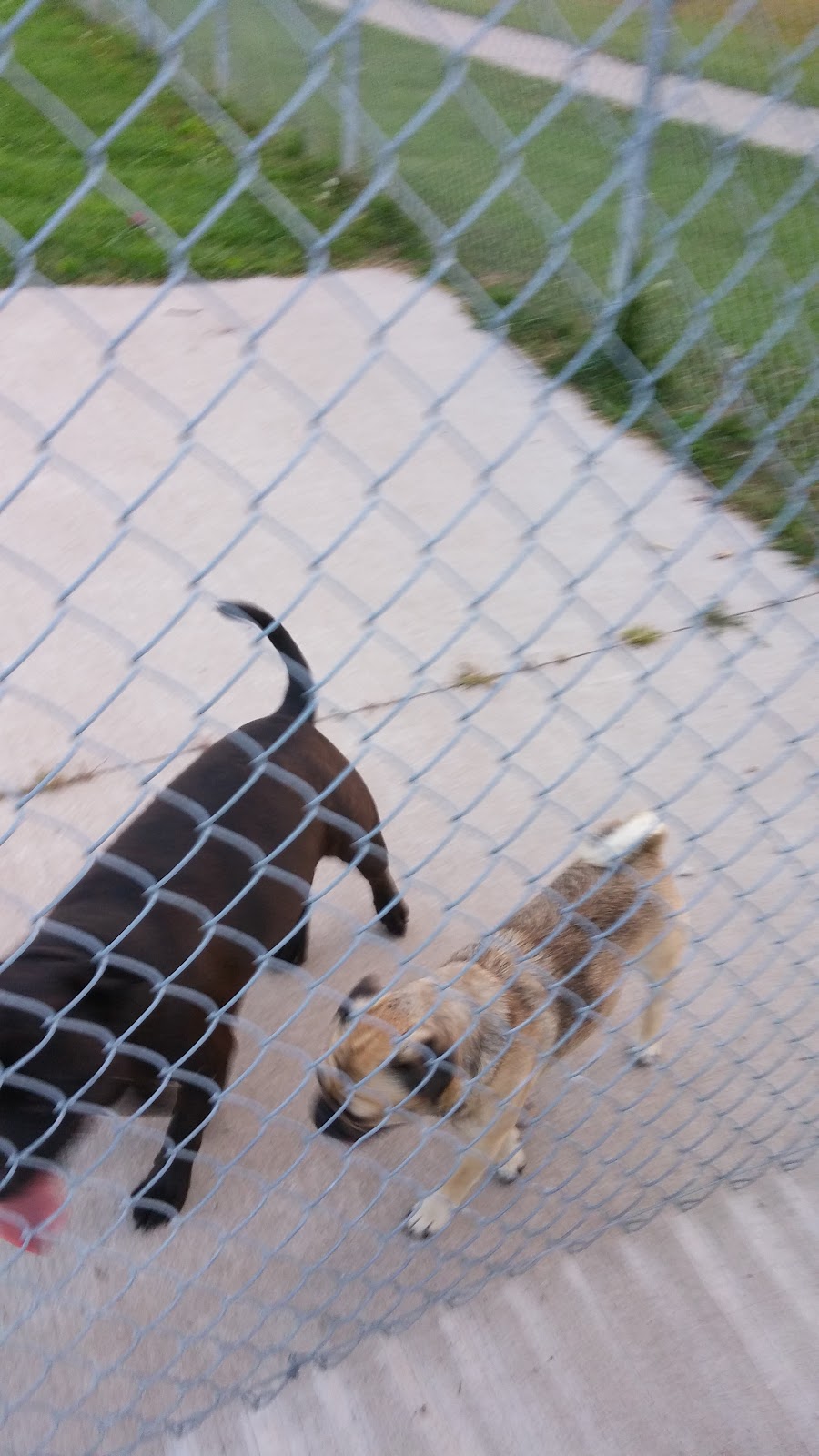 Carol Disher Leash Free Dog Park | 69 Catherine St, St. Catharines, ON L2R 7R5, Canada | Phone: (905) 688-5600