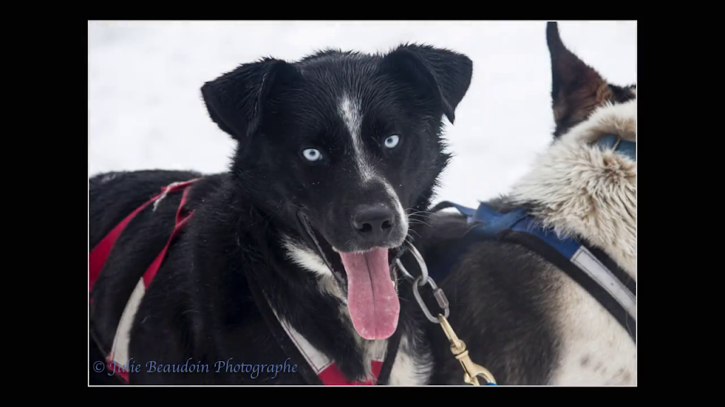 Gipsy Aventure - Traîneaux à chiens | 400 Rang William, Notre-Dame-de-la-Paix, QC J0V 1P0, Canada | Phone: (819) 592-4922