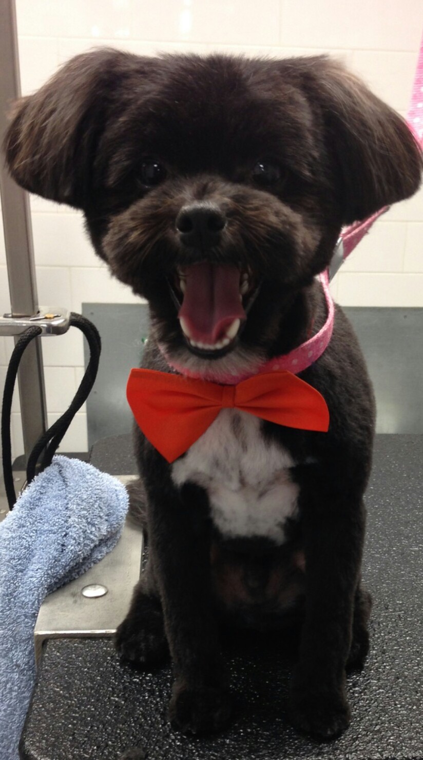 Burlington Dog Grooming | 450 Appleby Line, Burlington, ON L7L 2Y2, Canada | Phone: (289) 230-1233