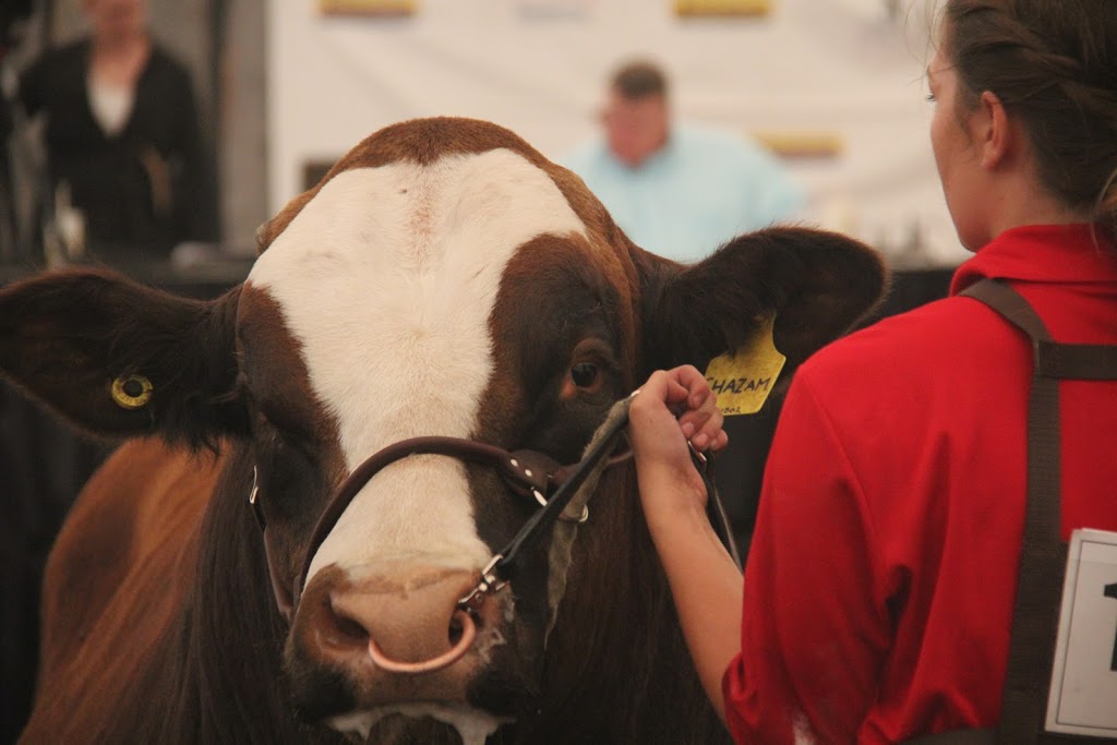 Anchor D Ranch Simmentals | Township Rd 433A, Bluffton, AB T0C 0M0, Canada | Phone: (403) 783-1217