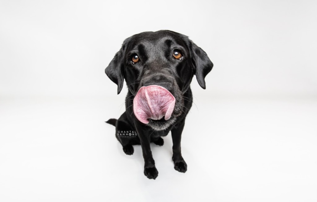 Chantal Sammons Pet Photography | 14 Westfield Dr, Whitby, ON L1P 0E7, Canada | Phone: (647) 269-1818