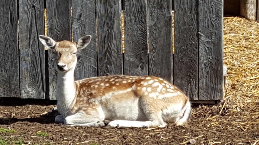 Valleyview Little Animal Farm | 4750 Fallowfield Rd, Nepean, ON K2J 4S4, Canada | Phone: (613) 591-1126