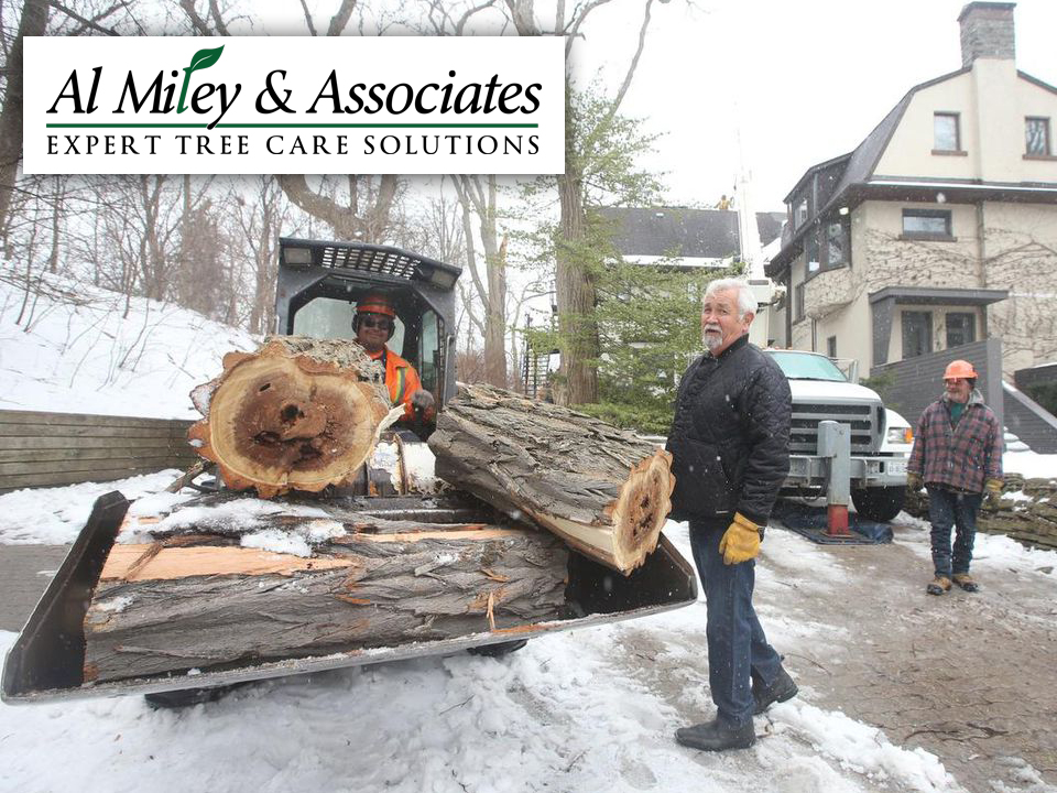 Al Miley Arborist | Tree Removal Toronto | 203 Toryork Dr, North York, ON M9L 1Y2, Canada | Phone: (416) 749-3723