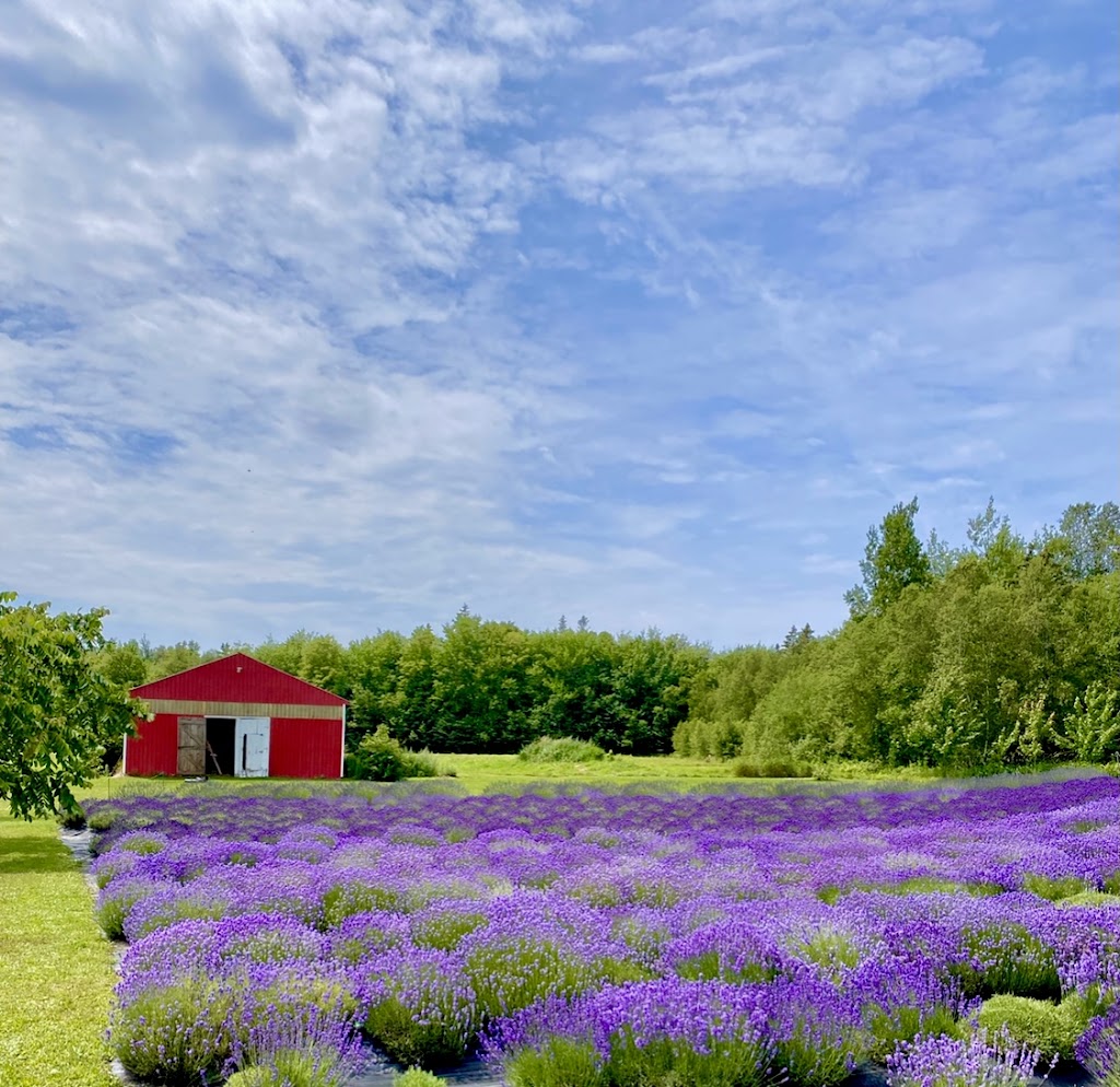 Laughing Lavender U-Pick | 86 Vernonn Muttart Rd, Borden-Carleton, PE C0B 1X0, Canada | Phone: (902) 992-2076