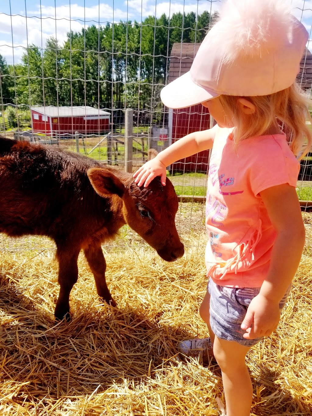 Butterfield Acres Petting Farm | 254077 Rocky Ridge Rd NW, Calgary, AB T3R 1A6, Canada | Phone: (403) 239-0638