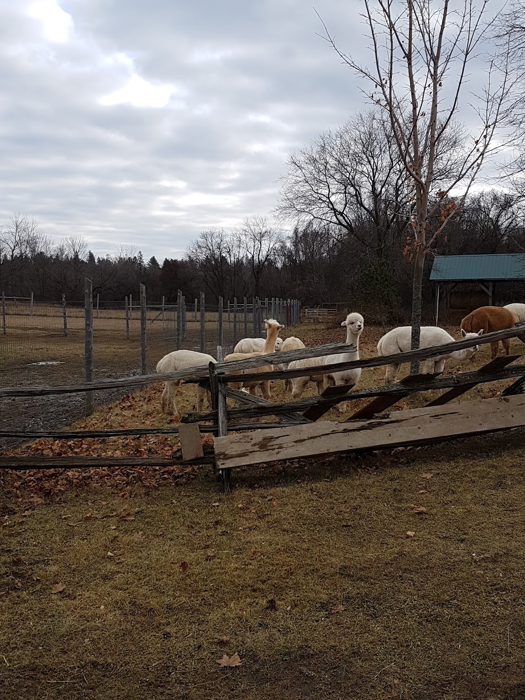 Wilhaven Ridge Alpacas | 1620 Wilhaven Dr, Cumberland, ON K4C 1M9, Canada | Phone: (613) 833-3227