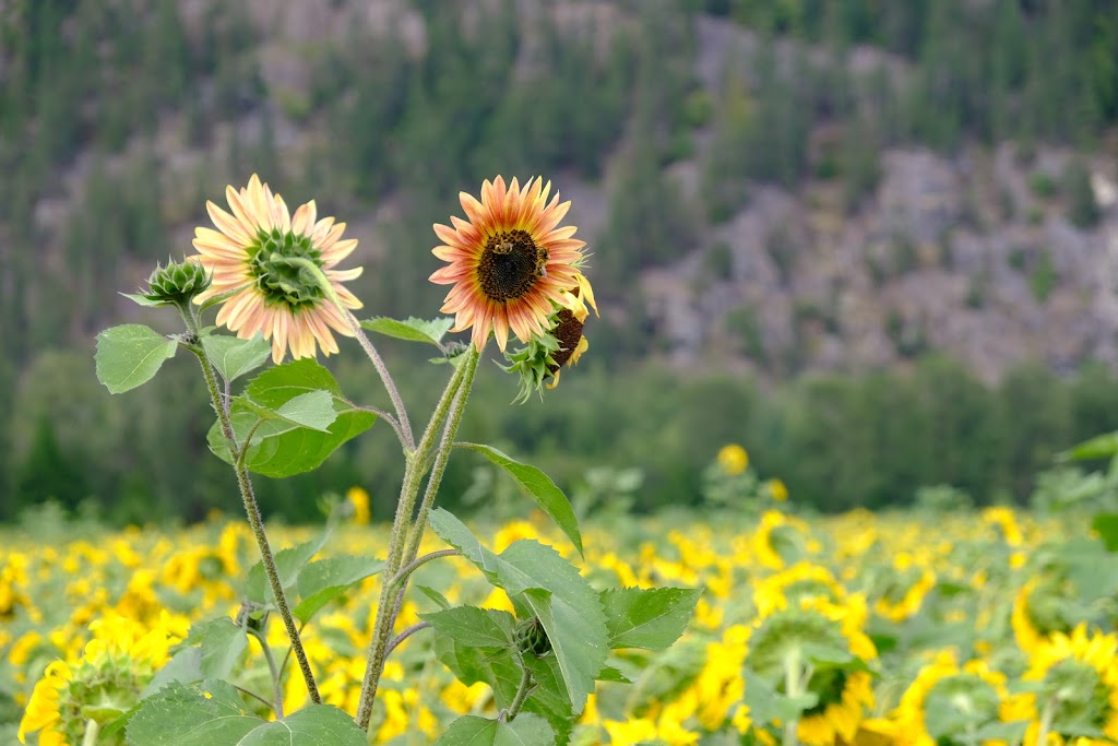 The Beer Farmers | 8324 Pemberton Meadows Rd, Pemberton, BC V0N 2L2, Canada | Phone: (778) 770-1523