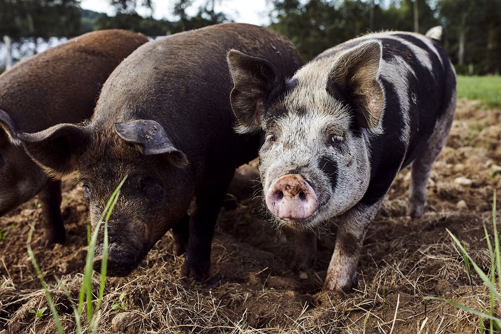 Ferme Eboulmontaise | 2593 Route du Fleuve, Les Éboulements, QC G0A 2M0, Canada | Phone: (418) 633-6767