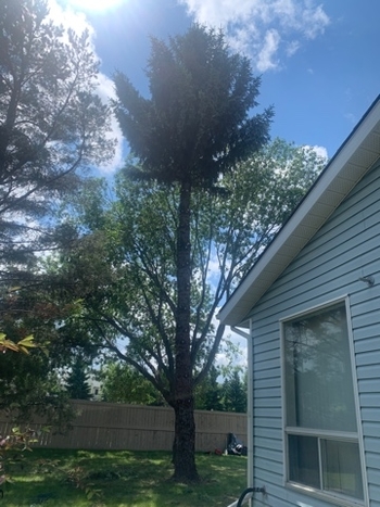 Tree Removal St. Albert | 6021A Tudor Gln, St. Albert, AB T8N 3V4, Canada | Phone: (587) 400-4507