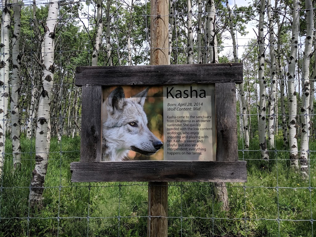 Yamnuska Wolfdog Sanctuary | 263156 Range Rd 53, Cochrane, AB T0M 2E0, Canada | Phone: (587) 890-9653