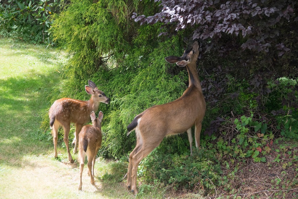 Chantrell Creek Park | 13741 24 Ave, Surrey, BC V4A 2G7, Canada | Phone: (604) 591-4011