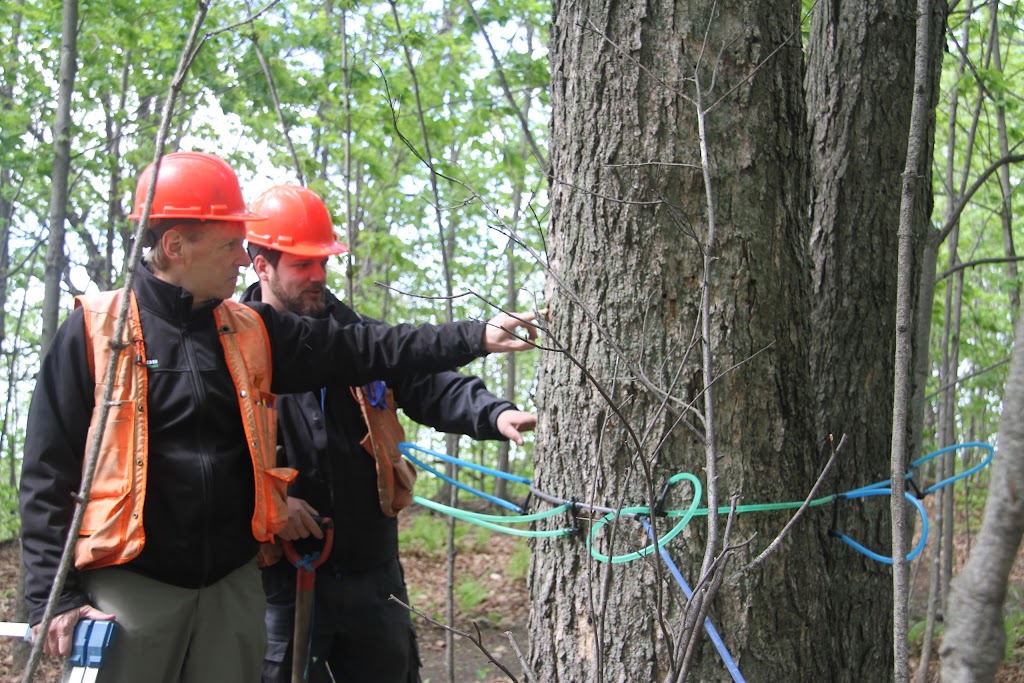 SNG Foresterie-conseil inc. | 2430 Rue Notre Dame O, Victoriaville, QC G6T 2E2, Canada | Phone: (819) 758-1693