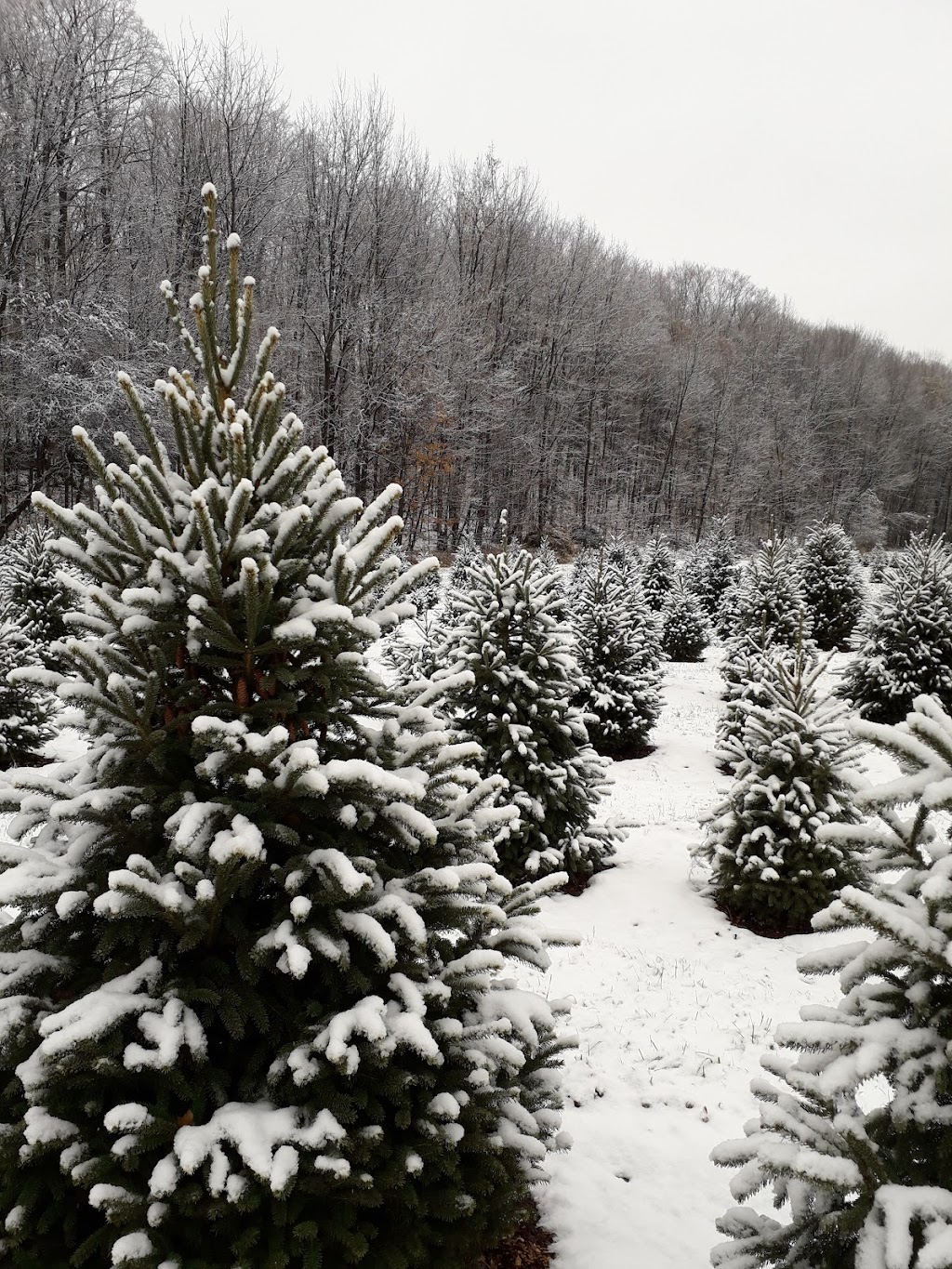 Mainland Christmas Tree Farm | 278846 Orchard Dr, Owen Sound, ON N4K 0G3, Canada | Phone: (519) 376-8888