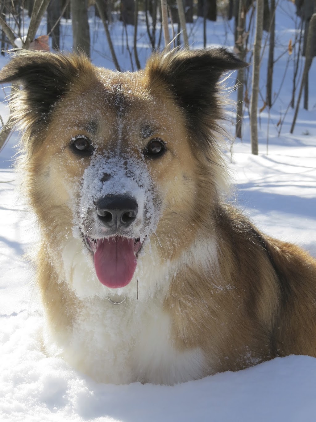 Gloucester Boarding Kennels | 4088 Ramsayville Rd, Gloucester, ON K1G 3N4, Canada | Phone: (613) 822-1393