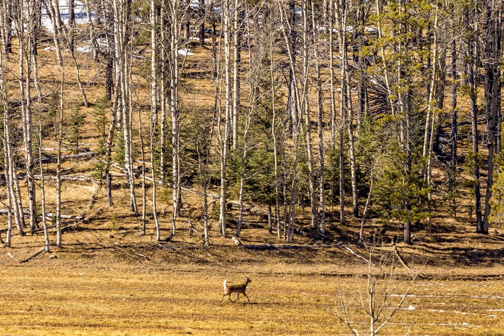 Moose Bottom Cottage | 282151 Range Road 55 Unit A, AB T4C 1B2, Canada | Phone: (587) 432-4470