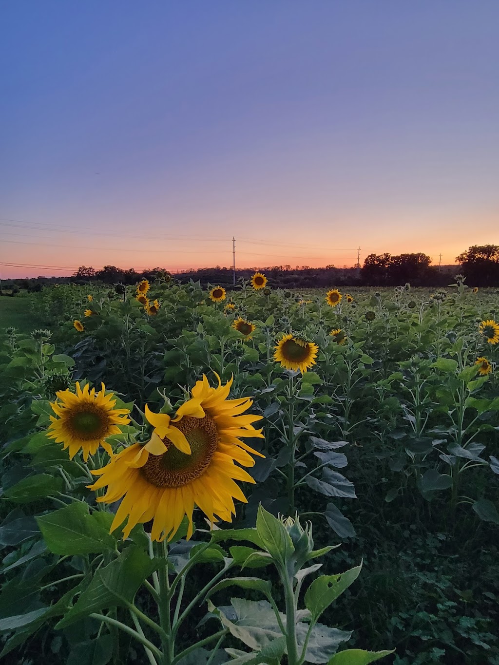 Kaylees Sunflower Patch | 20956 Loyalist Pkwy, Carrying Place, ON K0K 1L0, Canada | Phone: (613) 403-0959