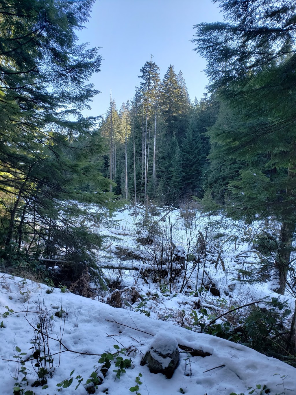 Woodhaven Swamp | Woodhaven, Belcarra, BC V3H 4R6, Canada