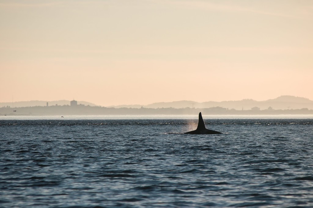 Mayas Legacy Whale Watching | #14 Cannery Landing 8507, Friday Harbor, WA 98250, USA | Phone: (360) 378-7996