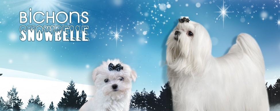 Bichon Snowbelle | 725 Rang Ste Thérèse, Saint-Rémi, QC J0L 2L0, Canada | Phone: (450) 454-7009