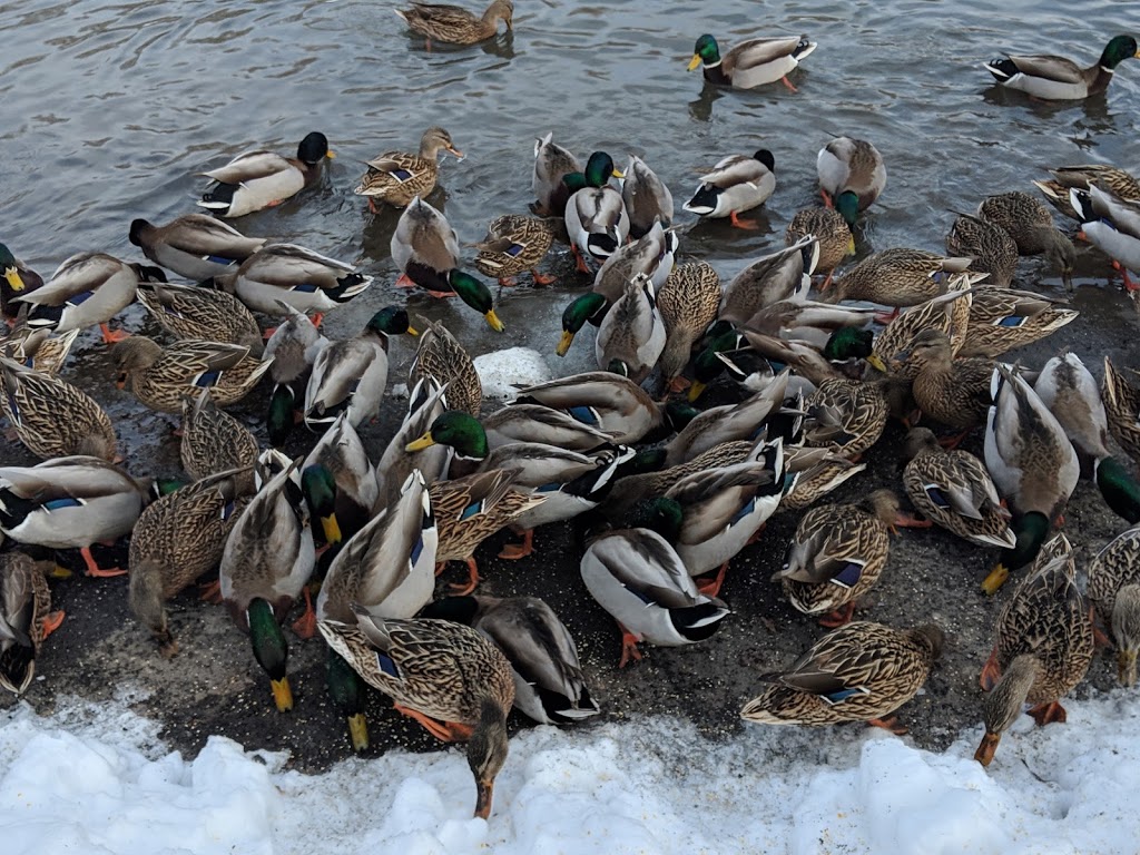 The Duck Pond | 2710 Saratoga Pl, Gloucester, ON K1T 1Z2, Canada