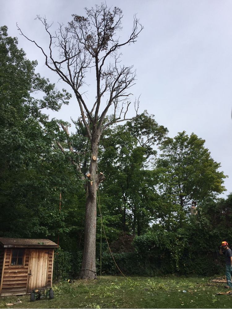 Cochrane Total Tree Service | 2270 Melissa Crescent, Burlington, ON L7P 4J5, Canada | Phone: (289) 230-8733