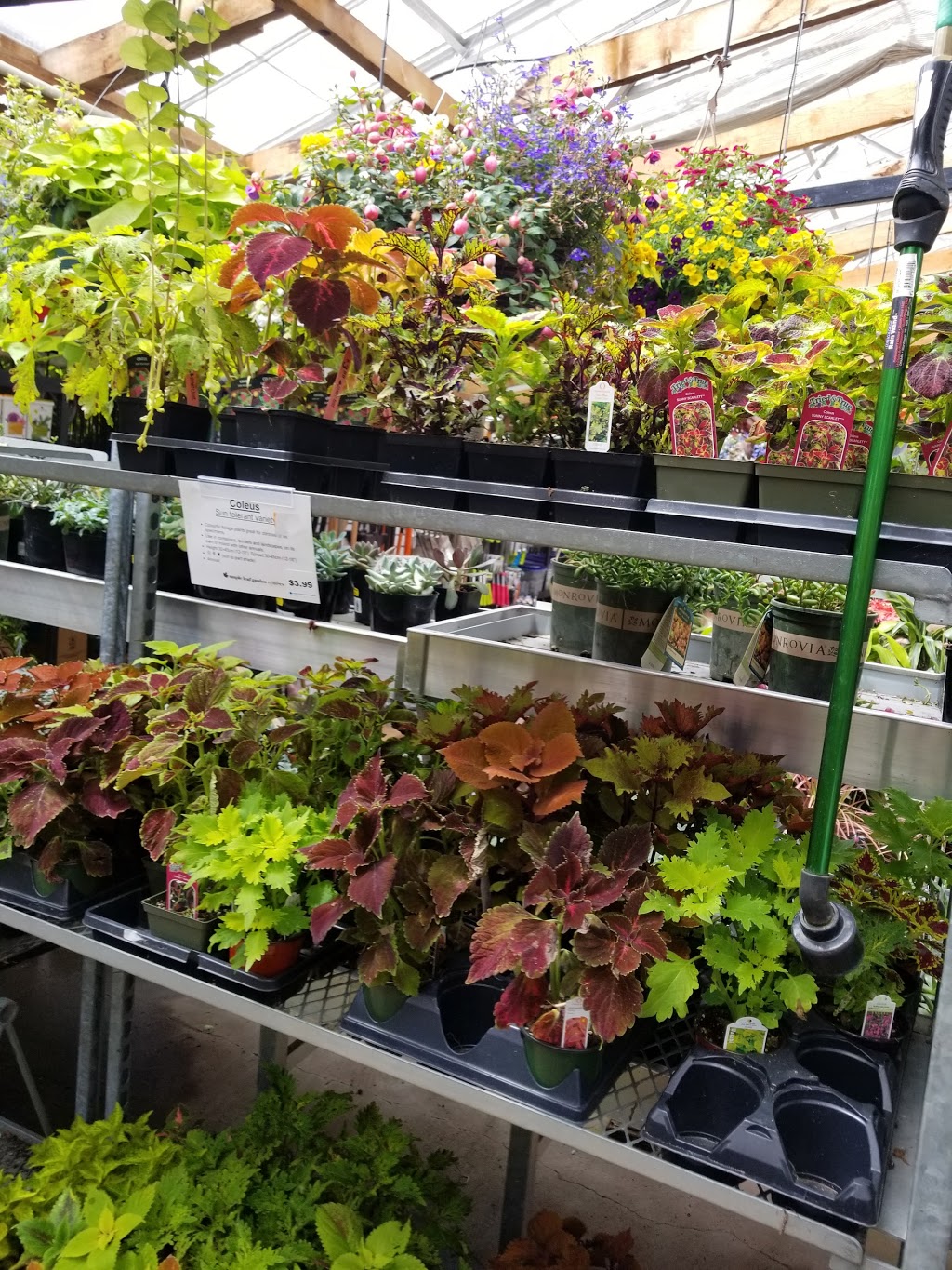 Maple Leaf Garden Centre | 1343 Lynn Valley Rd, North Vancouver, BC V7J 2A5, Canada | Phone: (604) 985-1784