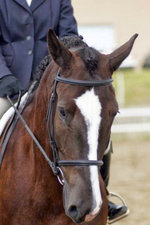 Centre Equestre Le Pré Vert | 1h45, Rang Saint-André, Saint-Philippe, QC J0L 2K0, Canada | Phone: (450) 904-2011