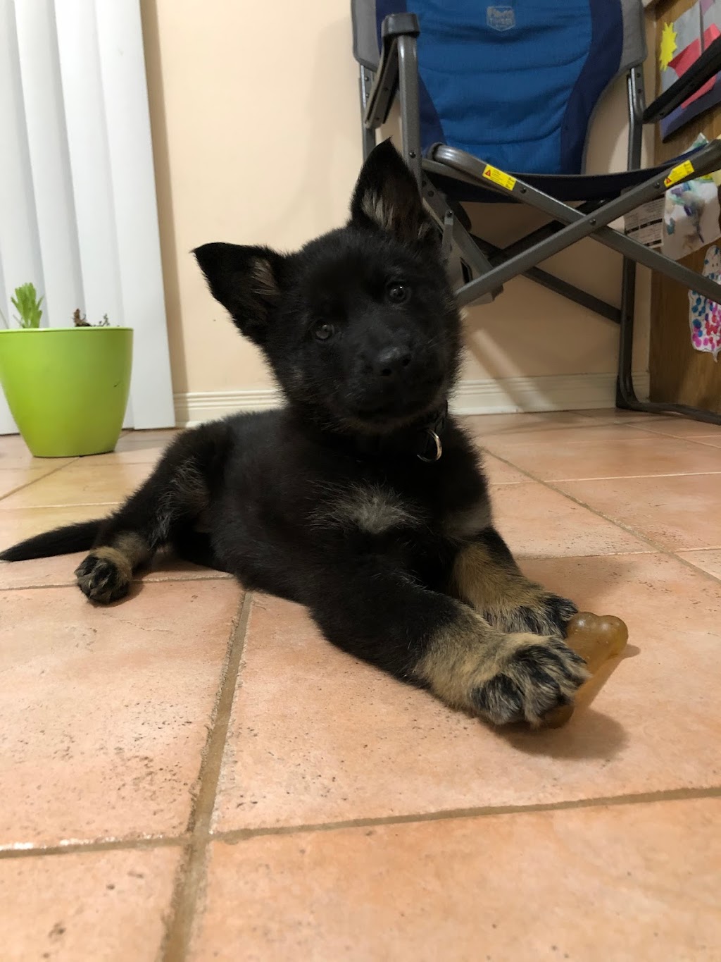 Varkena Kennel - German Shepherd Puppies | 999 Granite Ct, Kingston, ON K7M 8W9, Canada | Phone: (647) 336-9815