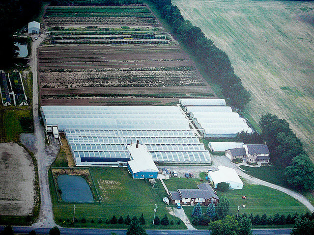 Slappendel Greenhouses Inc | 1361 Maple St, Fenwick, ON L0S 1C0, Canada | Phone: (905) 892-6756