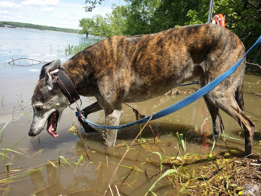 Gore Road Dog Park | 80 Gore Rd, Kingston, ON K7K 6X6, Canada