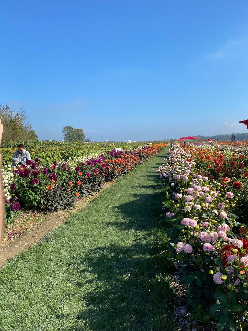 The Pumpkin Patch at Richmond Country Farms | 12900 Steveston Hwy, Richmond, BC V6W 1A3, Canada | Phone: (604) 274-0522