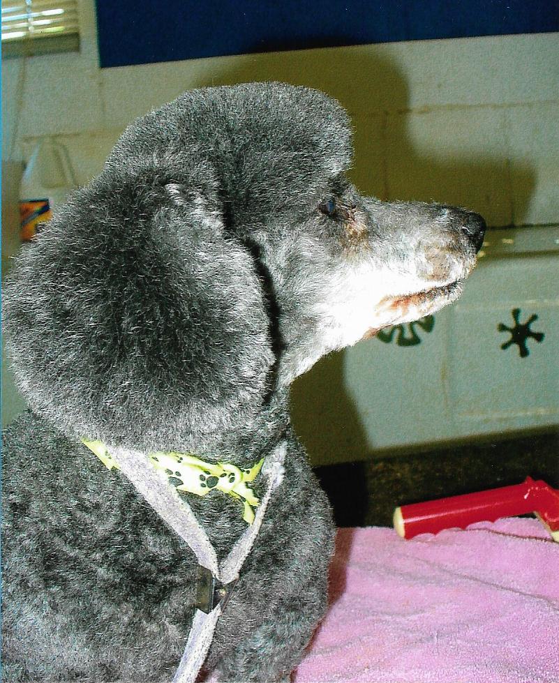 Keidun Dog Grooming | 22501 Wye Rd, Sherwood Park, AB T8C 1H9, Canada | Phone: (780) 467-2068