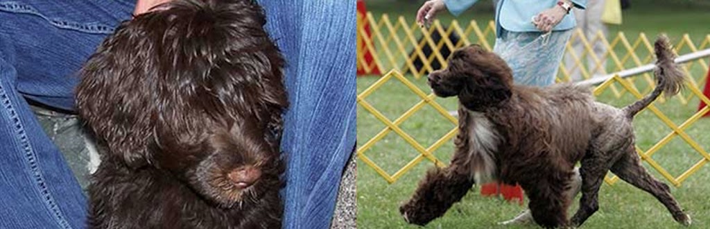 Keeva Bay Regd Portuguese Water Dogs | 3 Rhine Meadow Rd, Heidelberg, ON N0B 2M1, Canada | Phone: (519) 699-4770