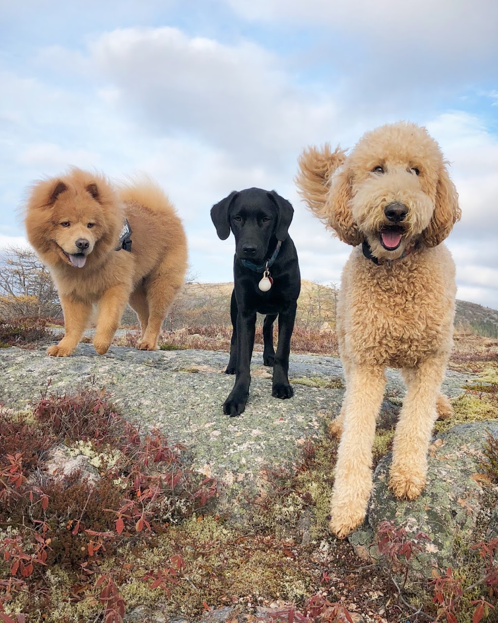 Brooklyn Adventure Dogs | 491 Eastern Shore Rd, Brooklyn, NS B0J 1H0, Canada | Phone: (709) 771-7272