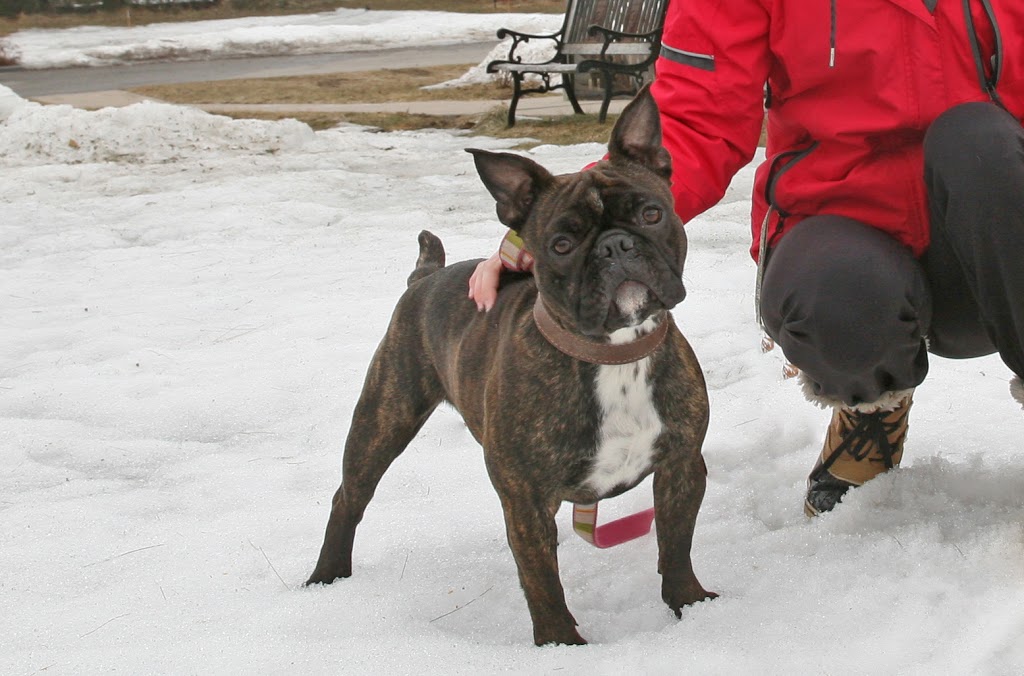 Sunnidale Boarding Kennels | 9343 County Rd 10, Angus, ON L0M 1B2, Canada | Phone: (705) 424-3483